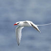 Red-billed Tropicbird